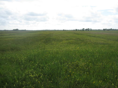 Polder Oude Riet, gefotografeerd vanaf de Lietsweg naar het westen